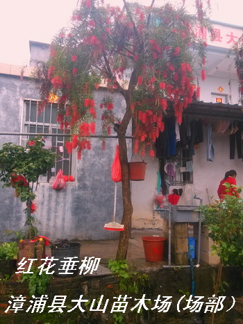 供應(yīng)紅花垂柳，紅千層，串錢柳綠化苗木