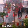 供應紅花垂柳，紅千層，串錢柳綠化苗木