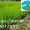 澳洲茶樹苗（互葉白千層，提取茶樹油 Tea Tree Oil