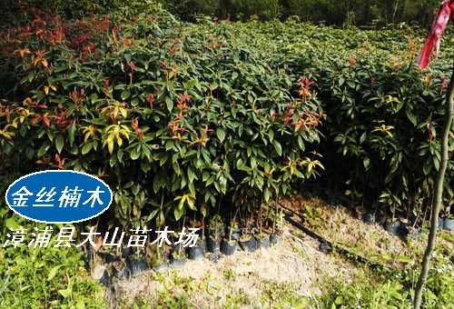 金絲楠木苗（閩楠、小葉楨楠、細葉楠、香楠）