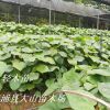 供應輕木苗（Balsa、巴沙木，快速生長，世界上最快）