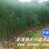 木麻黃（生態(tài)造林種苗）