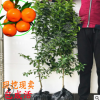 嫁接黃巖蜜橘苗盆栽蜜桔苗砂糖桔3年柑桔果樹大苗南北方種植橘苗