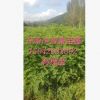 優質苗木刺槐，紫穗槐，大量批發刺槐小苗