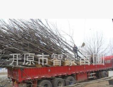 本苗圃常年出售梧桐，辛樹，質量保證