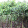 郴州文華花卉苗木批發香樟生長迅速適應性強