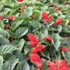 一串紅