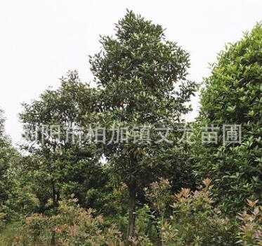基地直銷 廣玉蘭 喬木綠化人行道樹工程綠化觀賞凈化風(fēng)景