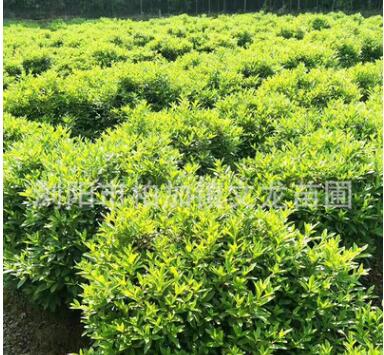 基地直銷 杜鵑球杜鵑及各規(guī)格道路綠化常綠灌木毛娟球