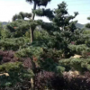 造型五針松