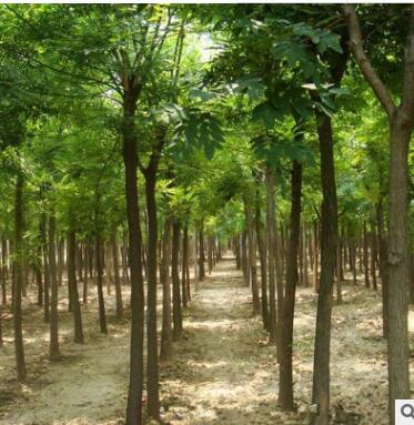 基地直銷優質國槐小苗 綠化工程專用國槐 園林綠化國槐