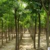 基地直銷優質國槐小苗 綠化工程專用國槐 園林綠化國槐