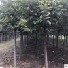 基地直銷優質櫻花樹苗 園林工程綠化