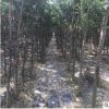 現挖現賣皂角樹苗 濕地綠化工程用皂角樹苗