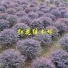 優質批發 紅花繼木球 優質實惠 灌木系列園林植物