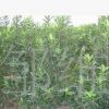供應 法國冬青球 優質常綠性灌木樹苗