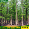 夏騫基地出售綠化水杉樹綠化工程批發