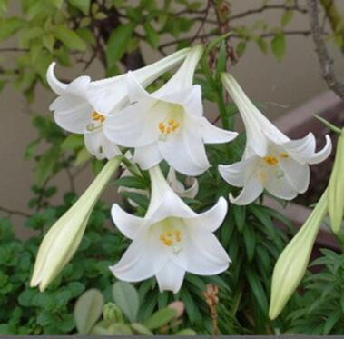 批發(fā)室內(nèi)桌面綠植盆栽百合花 四季種植宿根花卉香水百合量大從優(yōu)