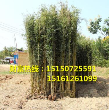 批發庭院綠化苗木青竹苗早園竹苗紫竹苗金鑲玉竹子苗佛肚竹苗盆栽
