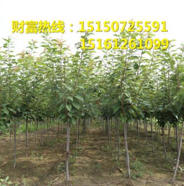 大量供應櫻花苗 櫻花小苗 行道樹園林綠化景觀苗綠化工程苗木批發