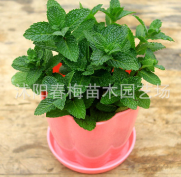 批發檸檬薄荷苗 盆栽食用綠薄荷草 吸毒草 驅蚊草香草植物 舉報