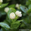 基地直銷 茉莉花 大量批發茉莉花盆栽 優質茉莉花苗 成活率高