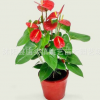 室內高檔花卉盆栽紅掌精品盆景 火鶴花白掌苗 粉掌盆栽四季開花