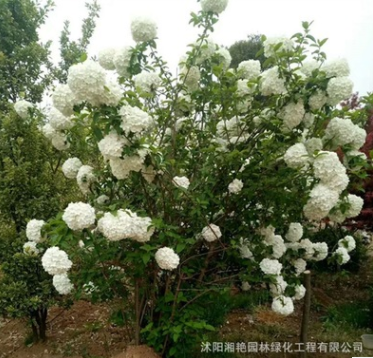 供應綠化苗木優質繡球八仙花 木繡球 大量批發 價格實惠
