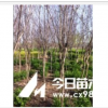 供應紫葉李和紫薇