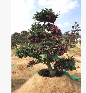 精品日本茶梅 批發茶梅 求購造型茶梅 別墅高檔樹 柱形茶梅