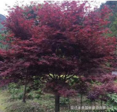 優(yōu)質四季紅楓園林綠化苗 嫁接紅楓風景樹苗基地量大優(yōu)惠 規(guī)格齊全