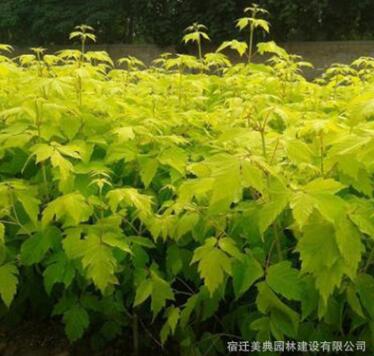 苗圃直銷金葉復葉槭樹苗、規(guī)格齊全