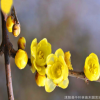 臘梅樹 觀賞花卉 臘梅花苗 另有大量小苗 苗圃直銷