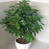 批發室內盆栽花卉 幸福樹 平安樹盆栽盆景 綠植品種齊全 量大從優