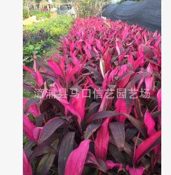 漳州銷售大葉朱焦 亮葉朱焦價(jià)格報(bào)價(jià)亮葉朱焦種植場