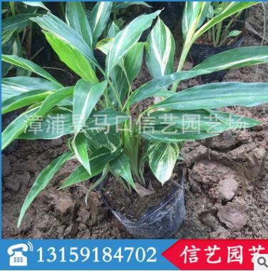 福建優(yōu)質花葉良姜銷售|花葉良姜價格 花葉良姜批發(fā)
