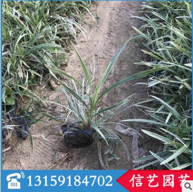 紫葉狼尾草多規(guī)格供應(yīng) 基地直銷 量大從優(yōu)