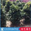 紅車球基地直銷 1米高 低價批發 盆栽花卉