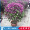 三角梅球 規格齊全 葉子花球 勒杜鵑球 紫色三角梅球