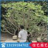 雞蛋花樹價格 綠化苗木 福建雞蛋花樹基地 大量批發白花雞蛋花
