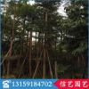 福建小葉欖仁出售|漳州17—18小葉欖仁出售