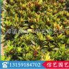 福建優質變葉木 漳州變葉木價格
