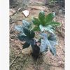 漳州八角金盤銷售|八角斤盤批發種植