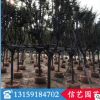 小葉紫薇價(jià)格 福建基地直銷 多規(guī)格供應(yīng)
