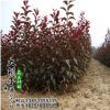 批發優質綠化苗木紫葉李 工程綠化紅葉李紫葉李樹苗 規格全