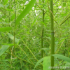 基地批發竹子小苗 庭院觀賞金鑲玉竹苗 金鑲玉竹小苗 竹子樹苗
