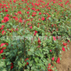 基地批發地被月季 藤本月季 樹狀月季 庭院盆栽月季花 綠化花卉苗