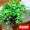 常春藤長青藤綠植盆栽辦公室內(nèi)桌花卉盆栽吸收苯甲醛凈化空氣植物