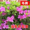 批發(fā)毛杜鵑苗 毛鵑小苗 花卉 綠化工程苗 毛鵑苗 高度35厘米左右