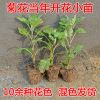 特價基地直銷 精品盆栽 菊花小苗 當(dāng)年開花苗 盆栽花卉